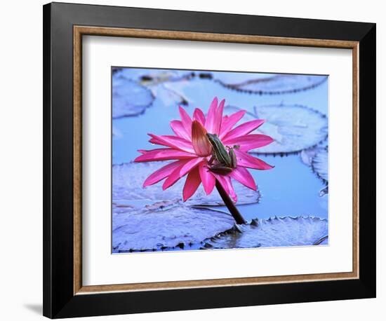 Frog on water lily in pond-Fadil-Framed Photographic Print