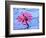 Frog on water lily in pond-Fadil-Framed Photographic Print