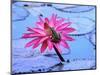 Frog on water lily in pond-Fadil-Mounted Photographic Print