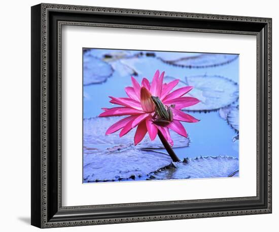 Frog on water lily in pond-Fadil-Framed Photographic Print