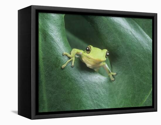 Frog Peeking Out From Leaf-David Aubrey-Framed Premier Image Canvas