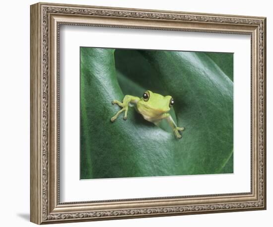 Frog Peeking Out From Leaf-David Aubrey-Framed Photographic Print