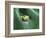 Frog Peeking Out From Leaf-David Aubrey-Framed Photographic Print