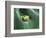 Frog Peeking Out From Leaf-David Aubrey-Framed Photographic Print