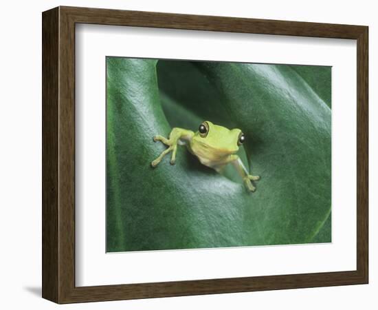 Frog Peeking Out From Leaf-David Aubrey-Framed Photographic Print