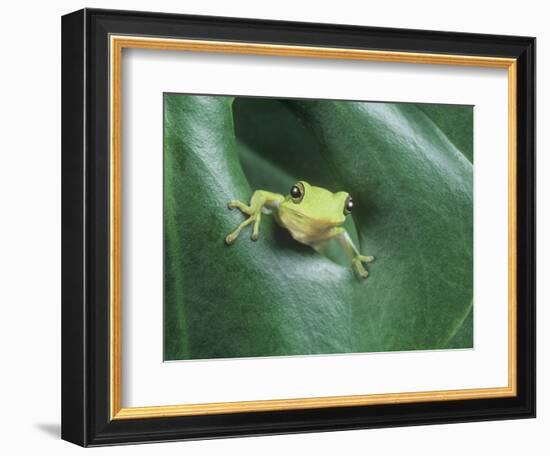 Frog Peeking Out From Leaf-David Aubrey-Framed Photographic Print