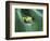 Frog Peeking Out From Leaf-David Aubrey-Framed Photographic Print