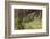 Frog Prince-Warwick Goble-Framed Photographic Print