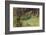 Frog Prince-Warwick Goble-Framed Photographic Print