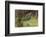 Frog Prince-Warwick Goble-Framed Photographic Print