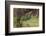 Frog Prince-Warwick Goble-Framed Photographic Print