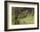 Frog Prince-Warwick Goble-Framed Photographic Print