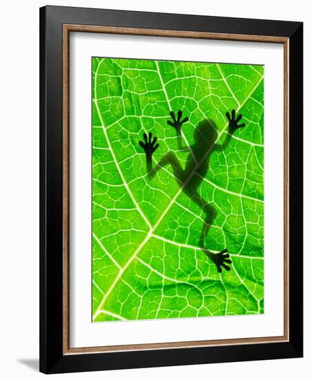 Frog Shadow on the Leaf-Patryk Kosmider-Framed Photographic Print