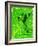 Frog Shadow on the Leaf-Patryk Kosmider-Framed Photographic Print