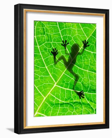 Frog Shadow on the Leaf-Patryk Kosmider-Framed Photographic Print