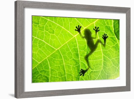 Frog Shadow on the Leaf-Patryk Kosmider-Framed Photographic Print