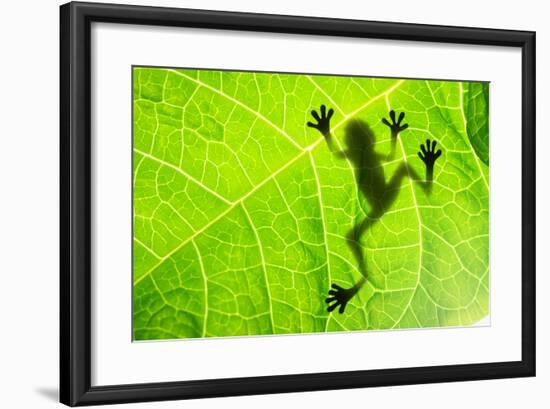 Frog Shadow on the Leaf-Patryk Kosmider-Framed Photographic Print