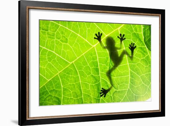 Frog Shadow on the Leaf-Patryk Kosmider-Framed Photographic Print