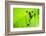 Frog Shadow on the Leaf-Patryk Kosmider-Framed Photographic Print