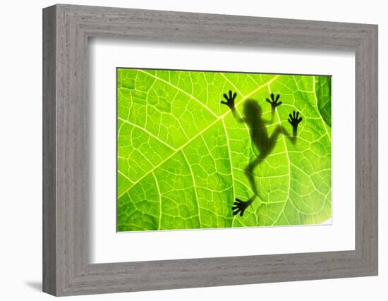 Frog Shadow on the Leaf-Patryk Kosmider-Framed Photographic Print