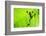 Frog Shadow on the Leaf-Patryk Kosmider-Framed Photographic Print