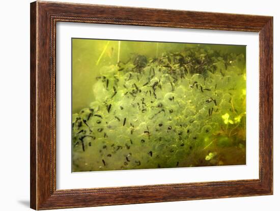 Frog Spawn-Dr. Keith Wheeler-Framed Premium Photographic Print