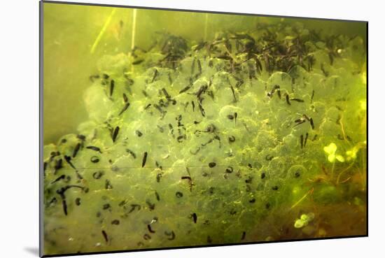 Frog Spawn-Dr. Keith Wheeler-Mounted Photographic Print