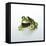 Frog Wearing Beard-Christopher C Collins-Framed Premier Image Canvas