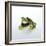 Frog Wearing Beard-Christopher C Collins-Framed Photographic Print