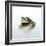 Frog Wearing Beard-Christopher C Collins-Framed Photographic Print