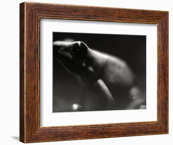 Frog-Henry Horenstein-Framed Photographic Print