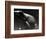 Frog-Henry Horenstein-Framed Photographic Print