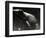 Frog-Henry Horenstein-Framed Photographic Print