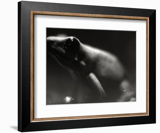 Frog-Henry Horenstein-Framed Photographic Print