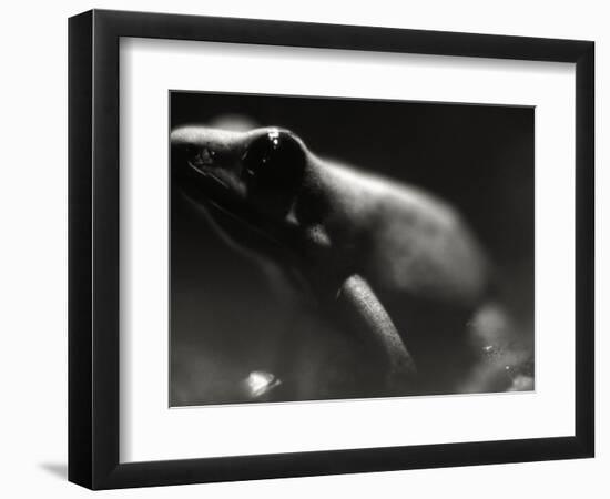 Frog-Henry Horenstein-Framed Photographic Print