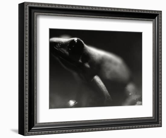 Frog-Henry Horenstein-Framed Photographic Print