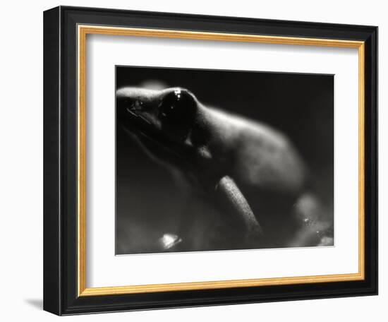 Frog-Henry Horenstein-Framed Photographic Print