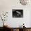 Frog-Henry Horenstein-Photographic Print displayed on a wall