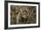 Frog-Gordon Semmens-Framed Photographic Print