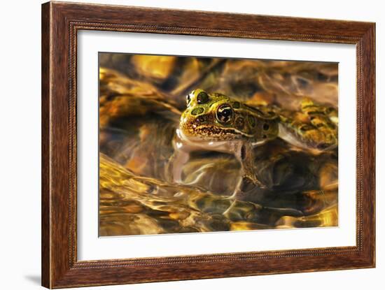 Frog-Gordon Semmens-Framed Photographic Print