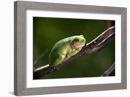 Frog-Gordon Semmens-Framed Photographic Print