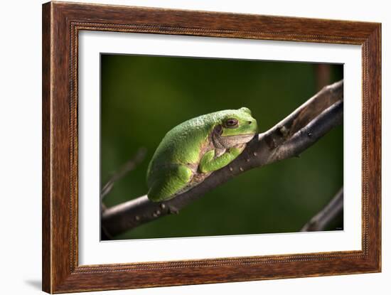 Frog-Gordon Semmens-Framed Photographic Print