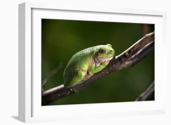 Frog-Gordon Semmens-Framed Photographic Print