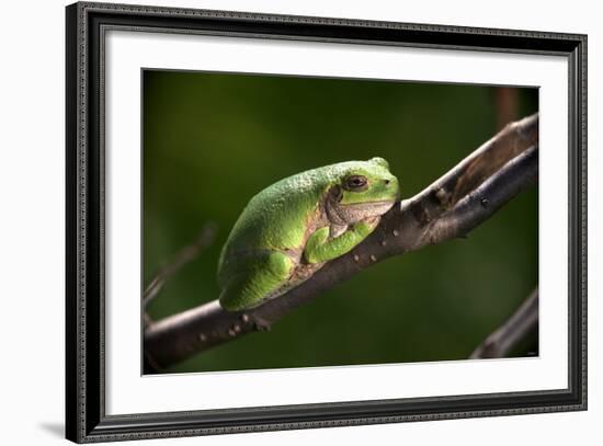 Frog-Gordon Semmens-Framed Photographic Print