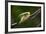 Frog-Gordon Semmens-Framed Photographic Print