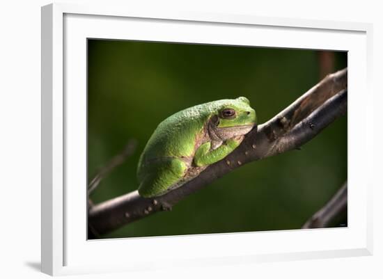 Frog-Gordon Semmens-Framed Photographic Print