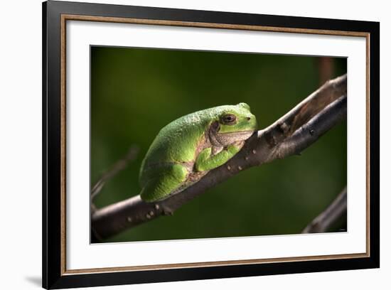 Frog-Gordon Semmens-Framed Photographic Print