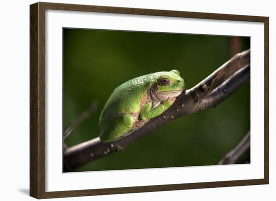 Frog-Gordon Semmens-Framed Photographic Print