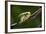 Frog-Gordon Semmens-Framed Photographic Print