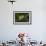 Frog-Gordon Semmens-Framed Photographic Print displayed on a wall